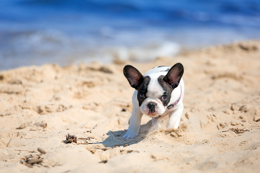 bigstock-French-bulldog-puppy-running-o-46313137 - Pets