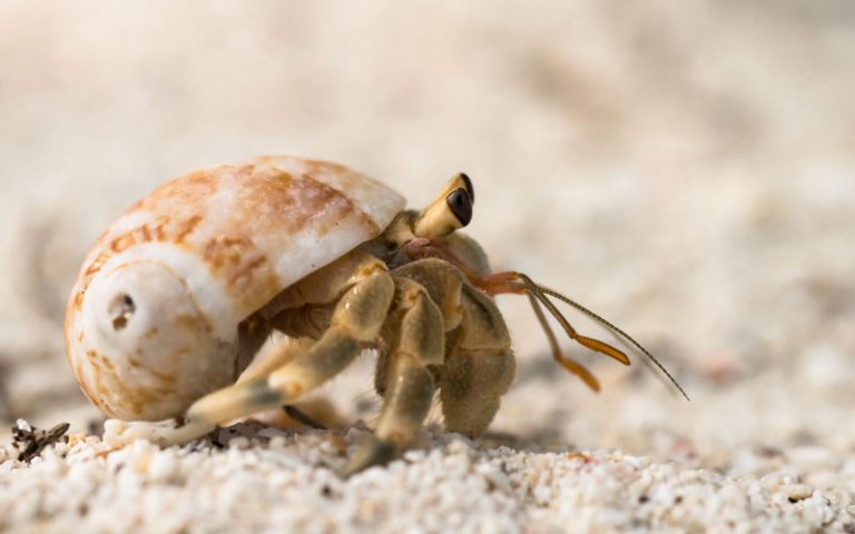 Little Einsteins Hermit Crab