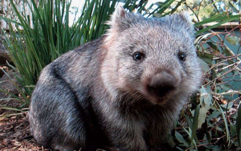 Wombat Protection Society of Australia - Pets