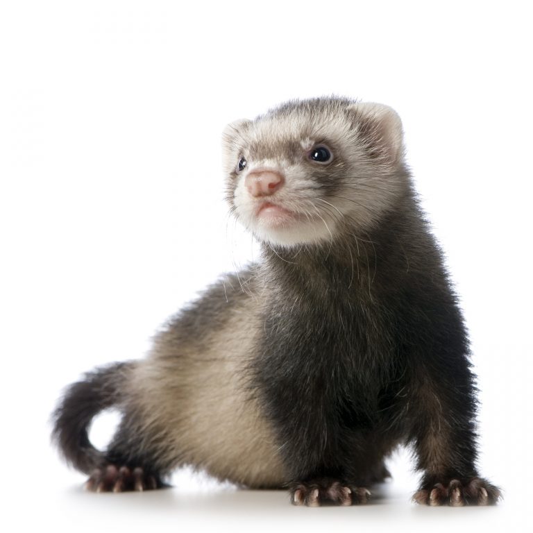 Young Siamese Sable Ferret Kit (10 Weeks) - Pets