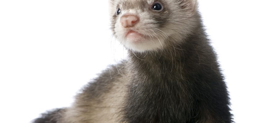 Ferrets: Is the ferret for you?